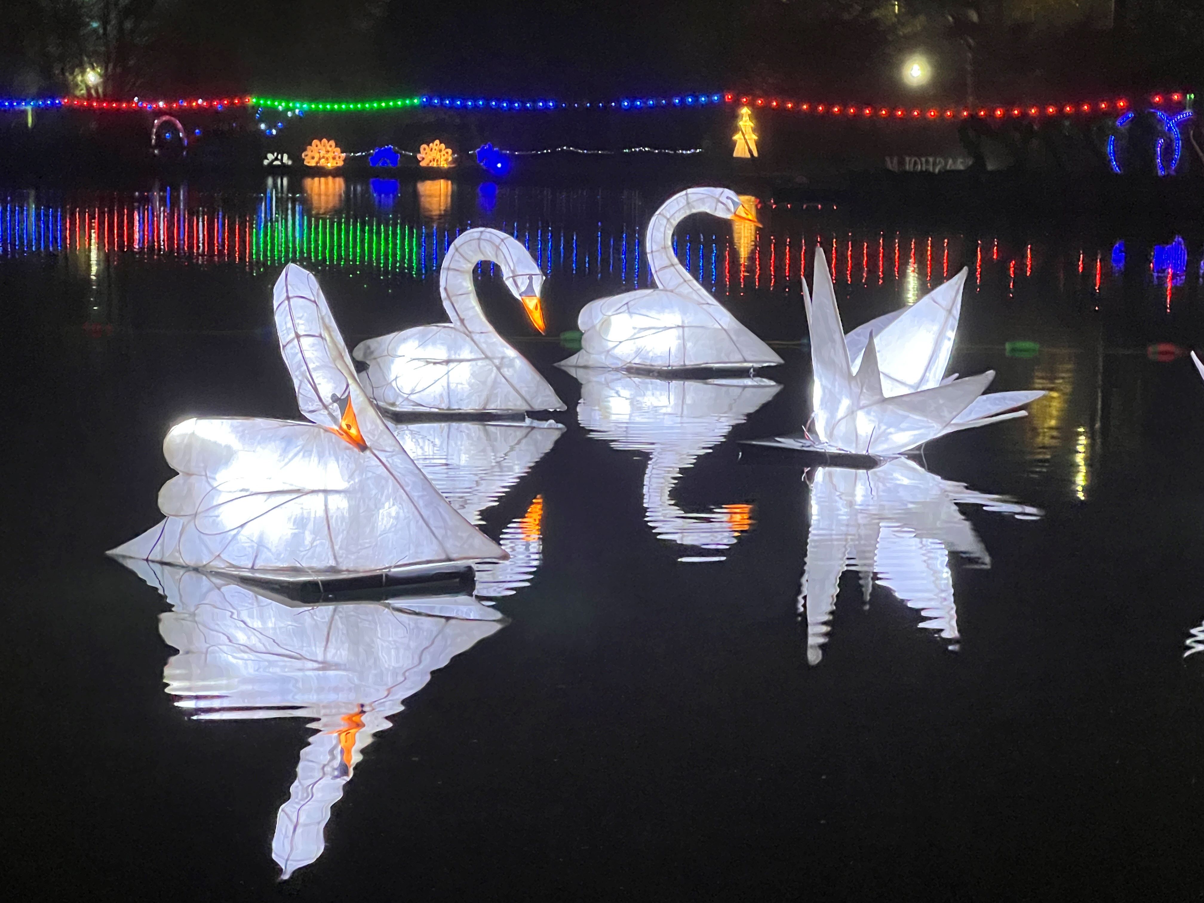Swans on the lake at Moonlight on the Lake in Scarborough