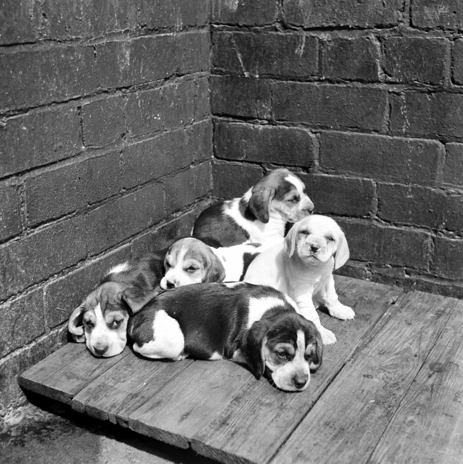 Group of Beagle puppies. From the Bertram Unné photographic collection.