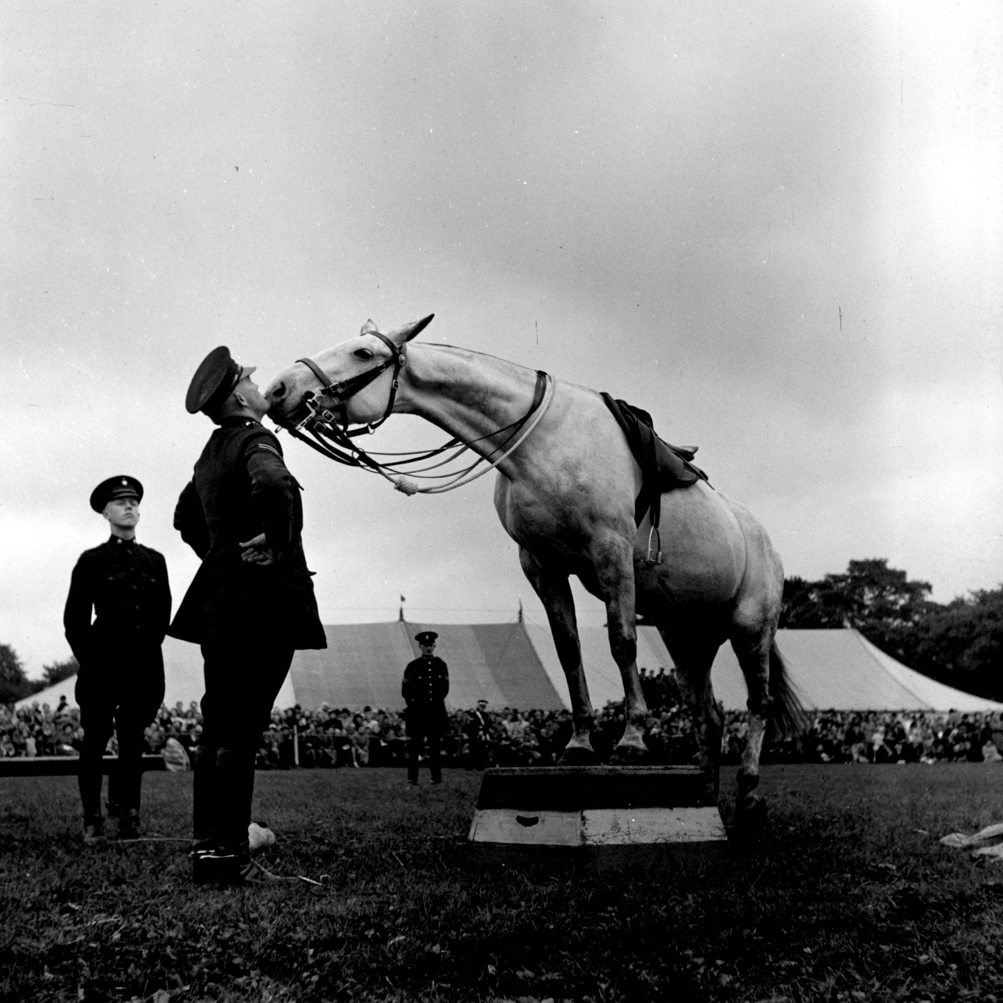 Policeman and his horse at the Mounted Police Display Team show (1950). From the Bertram Unné photographic collection.