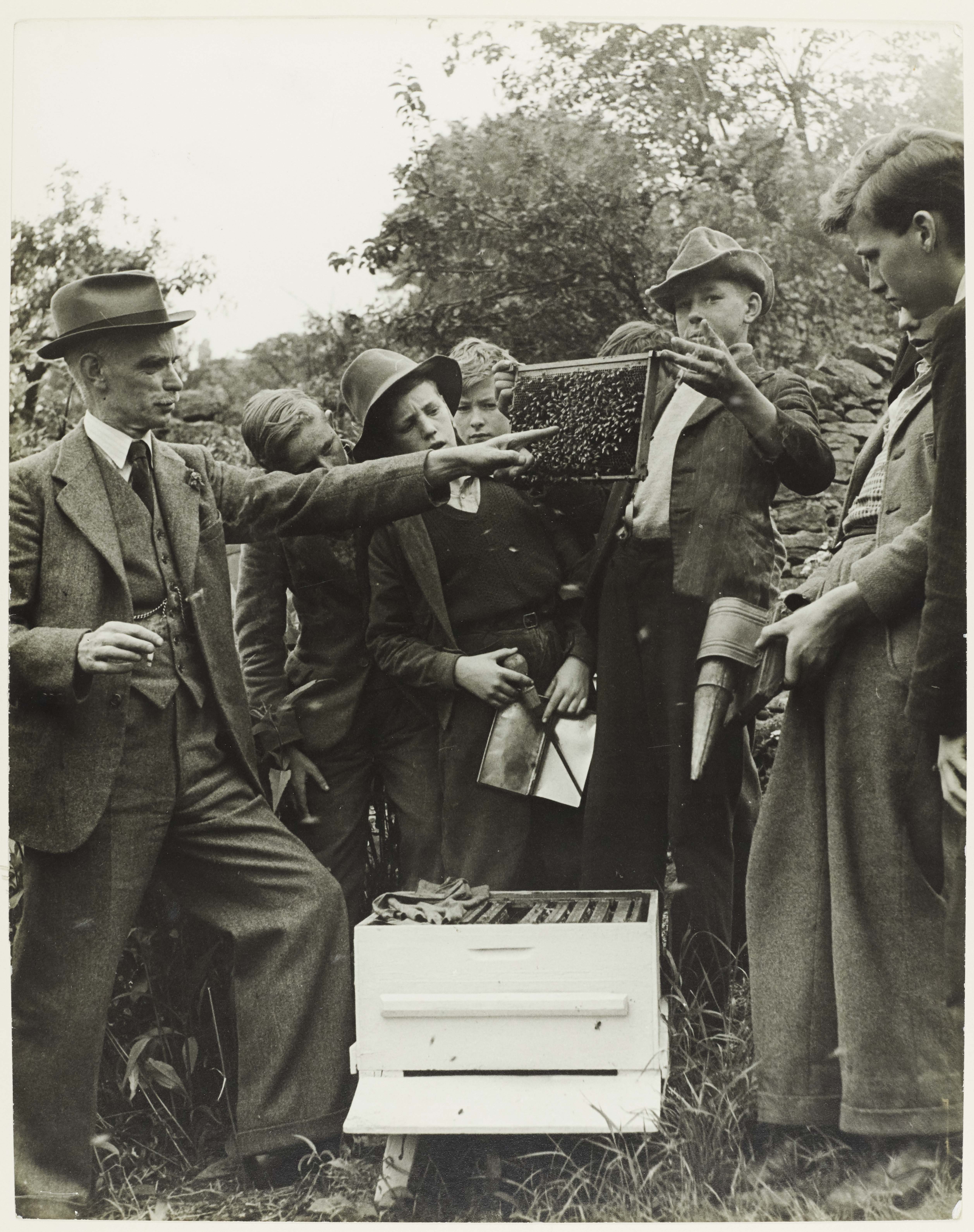 Beekeeping at Richmond National School (1945). From a collection of British Council photographs within Richmond District Council records.