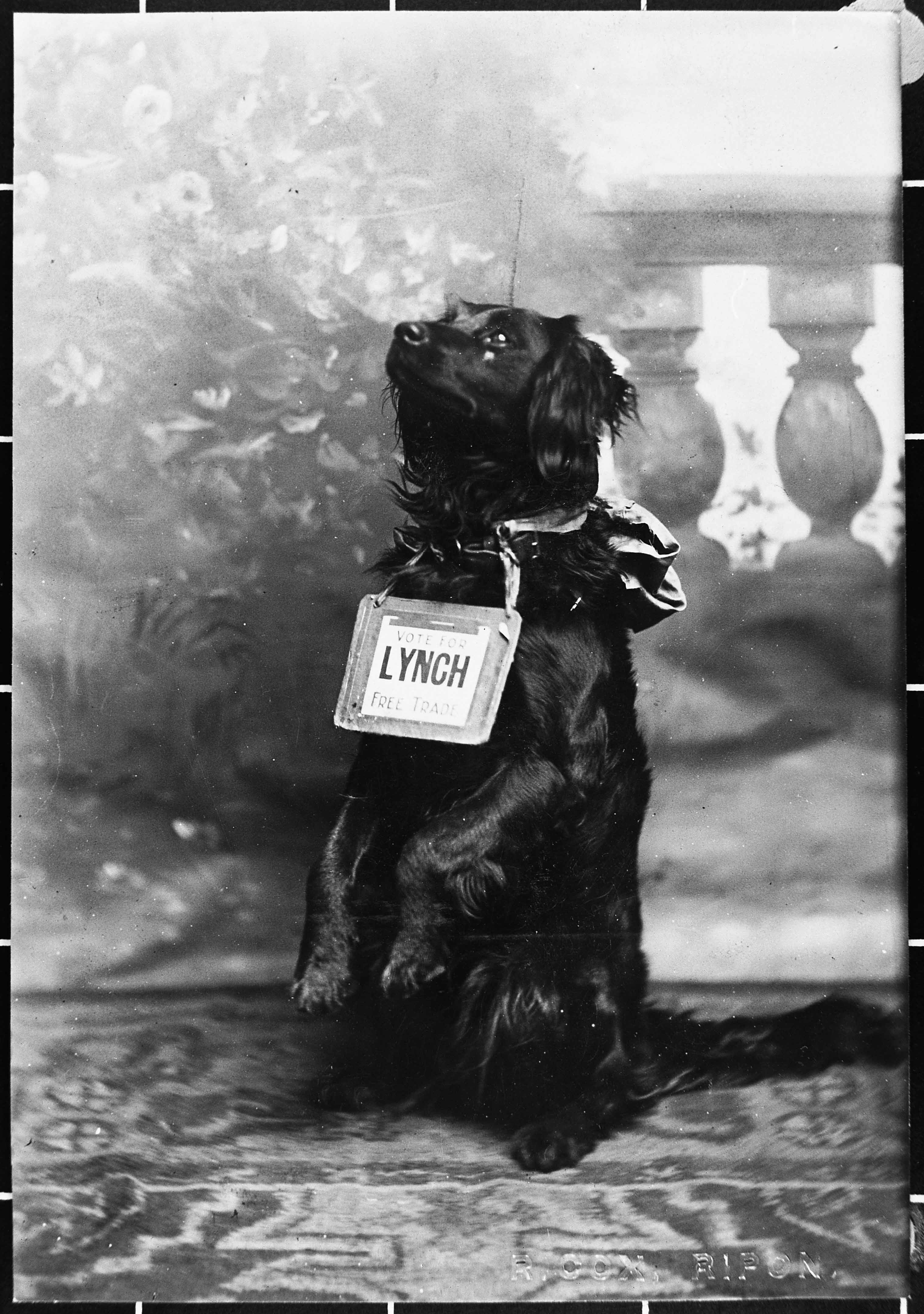 Election dog! (c.1906). This image is part of the Ripon Re-Viewed collection created by Ripon Civic Society and supported by the National Lottery Heritage Fund (NLHF).
