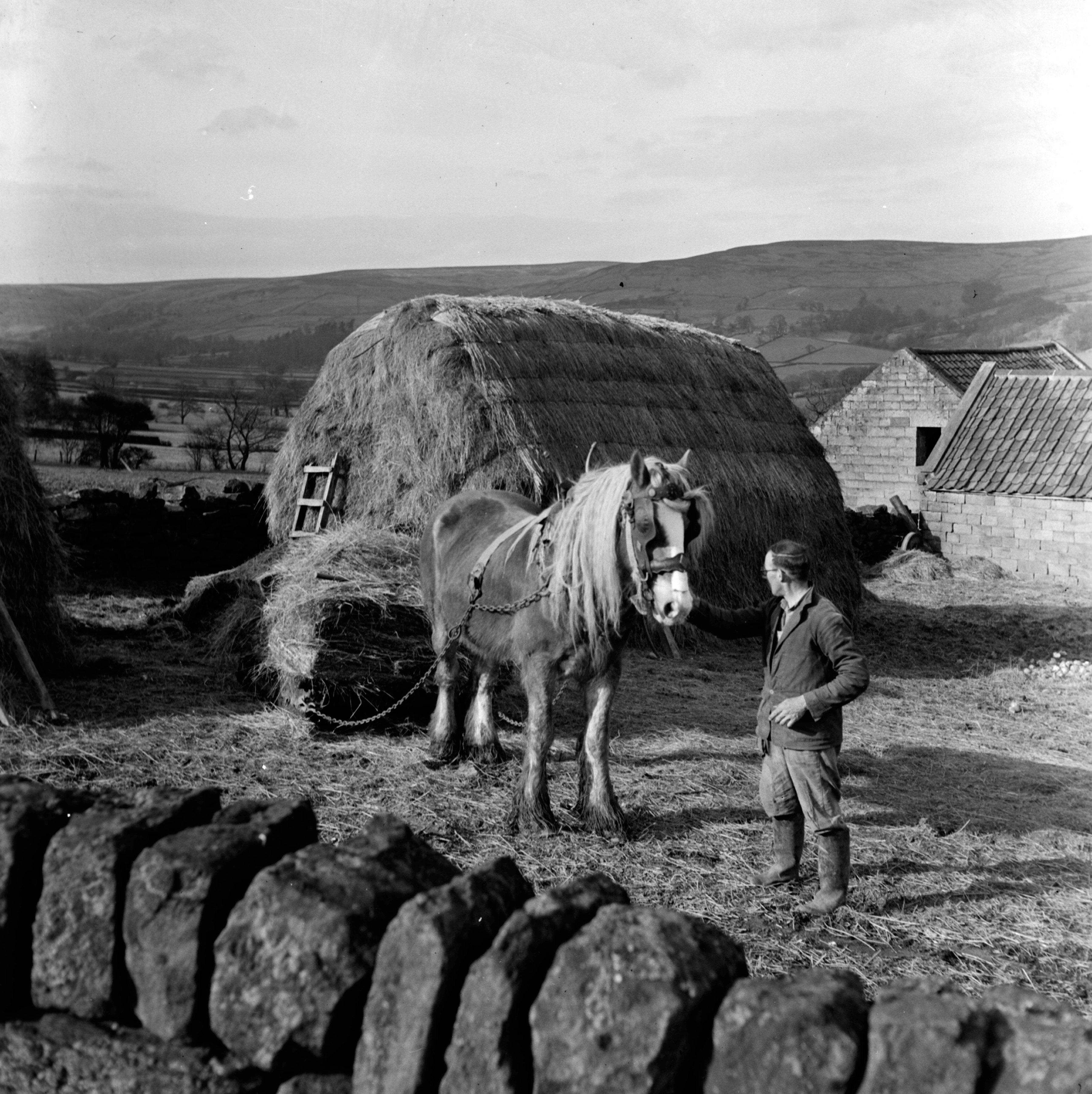 Black and white photo of an adult using their farm horse to bring in the hay at Farndale (mid-20th-century). From the Bertram Unné photographic collection.