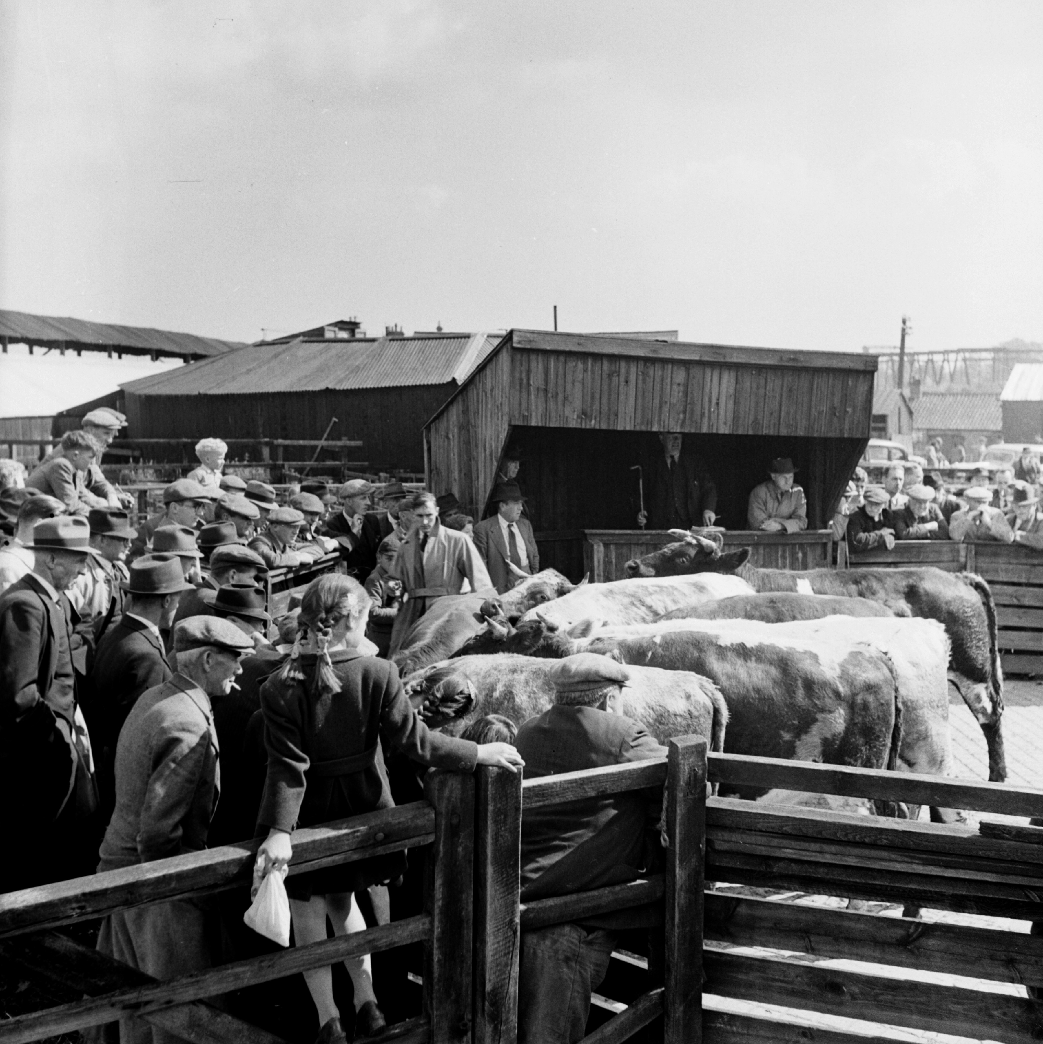 Farmers and traders look on as the cattle are paraded around the ring at the cattle market in Boroughbridge (mid-20th-century). From the Bertram Unné photographic collection.