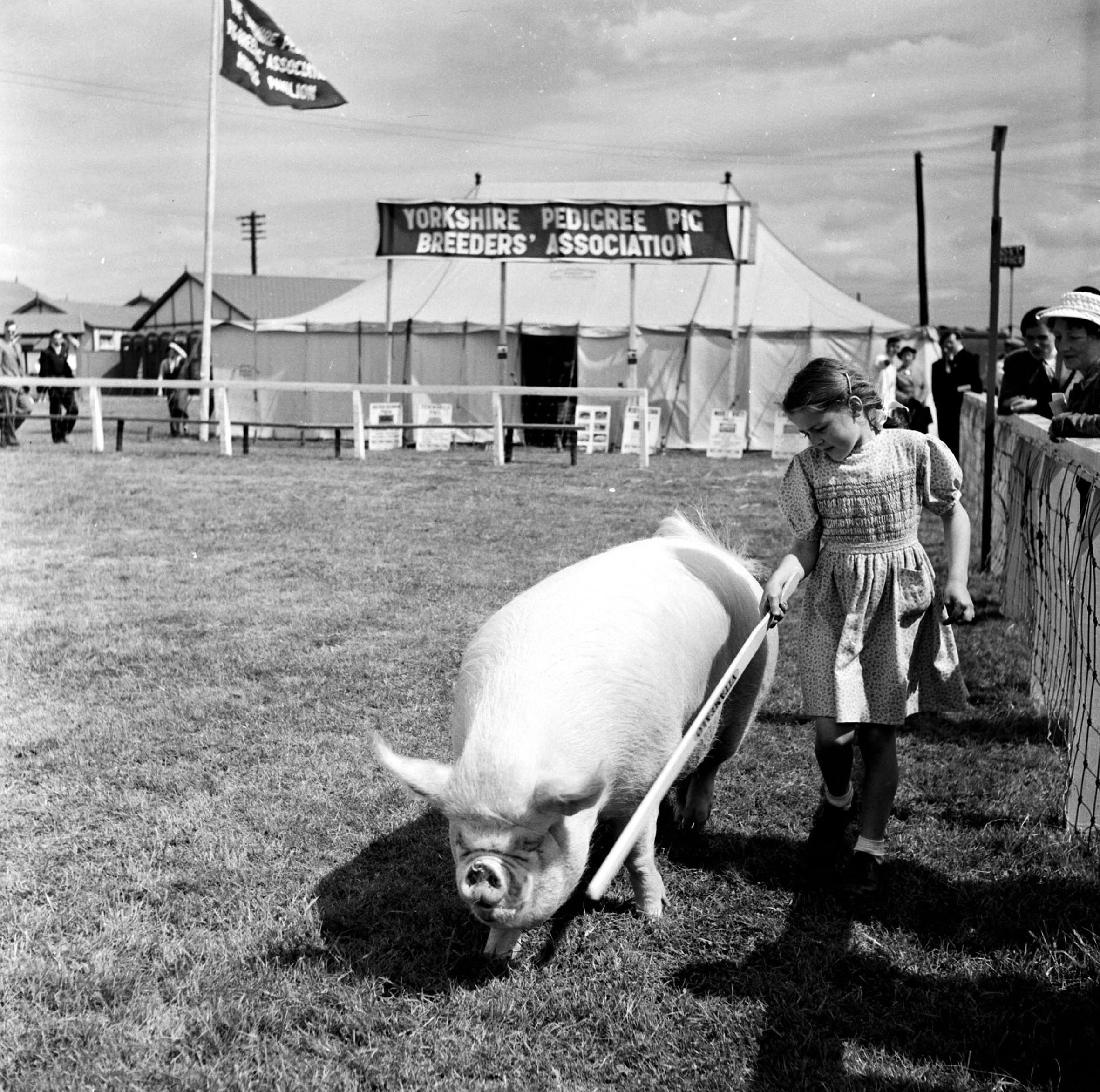 Black and white photo of a child with her pedigree pig at the Great Yorkshire Show, Harrogate (mid-20th-century). From the Bertram Unné photographic collection.