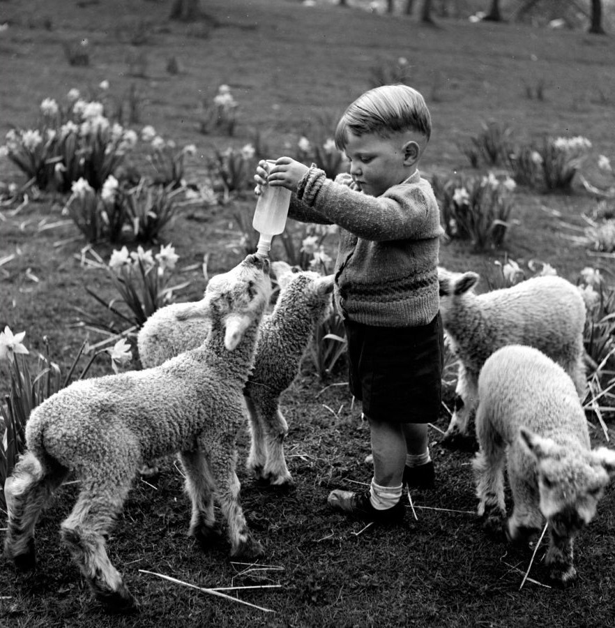 Black and white photo of a child feeding newborn lambs at Golden Square Farm, Oswaldkirk (mid-20th-century). From the Bertram Unné photographic collection.