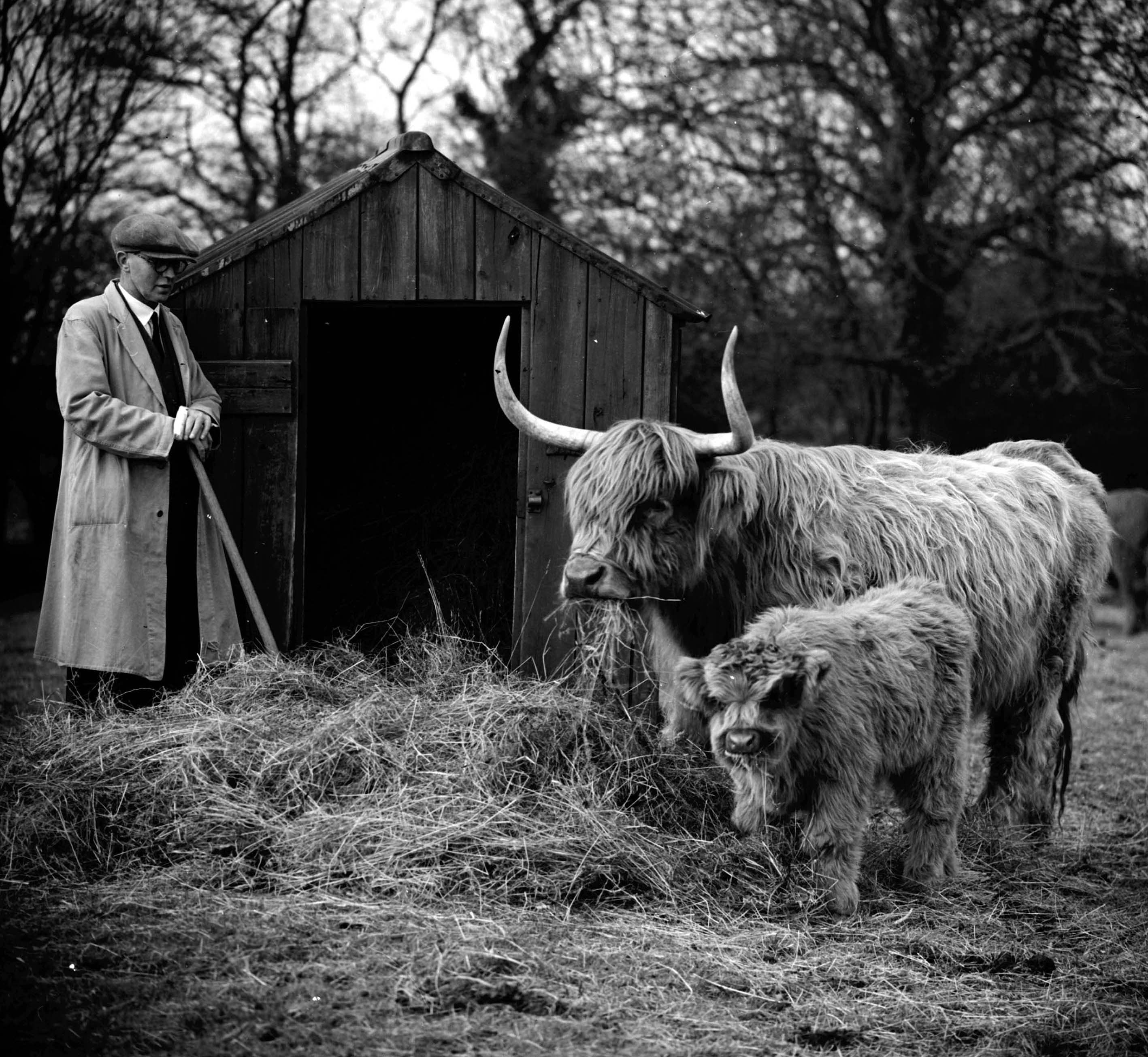 Black and white photo of a Easingwold farmer ensures that his Highland Cattle are well fed (mid-20th-century). From the Bertram Unné photographic collection.