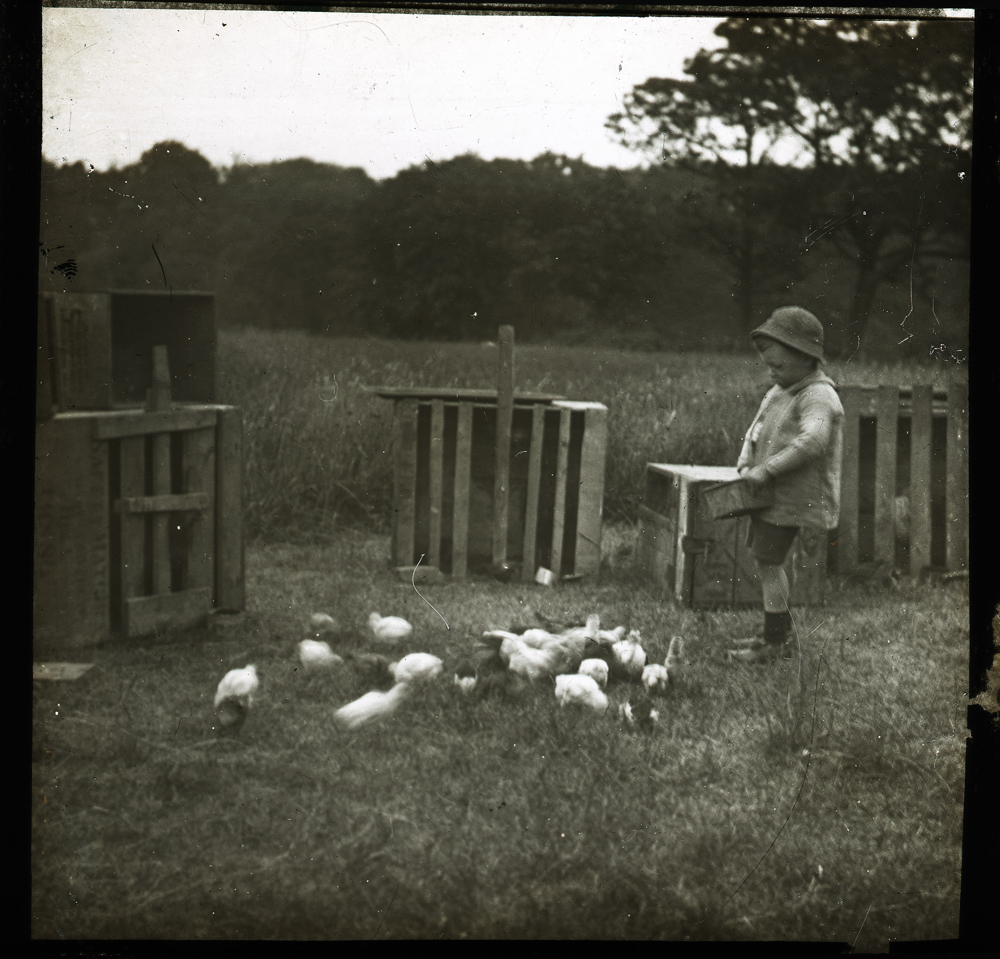 Black and white photo of a child feeding small chickens at Scruton (circa 1900).