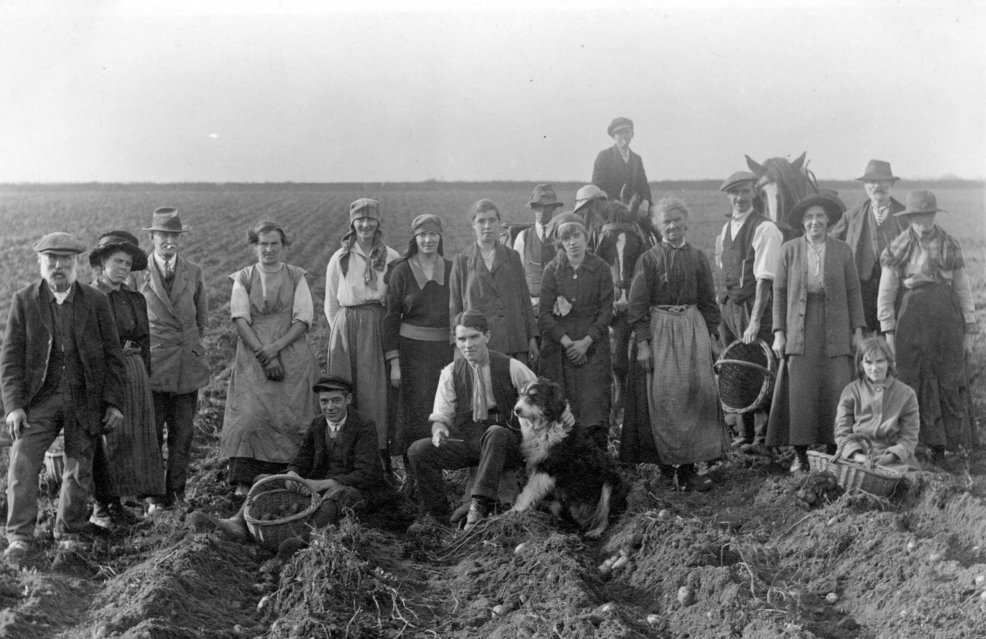 Black and white photo showing Mr Dawson of Upper Dunsforth and his gang of potato scratters (November 1921).