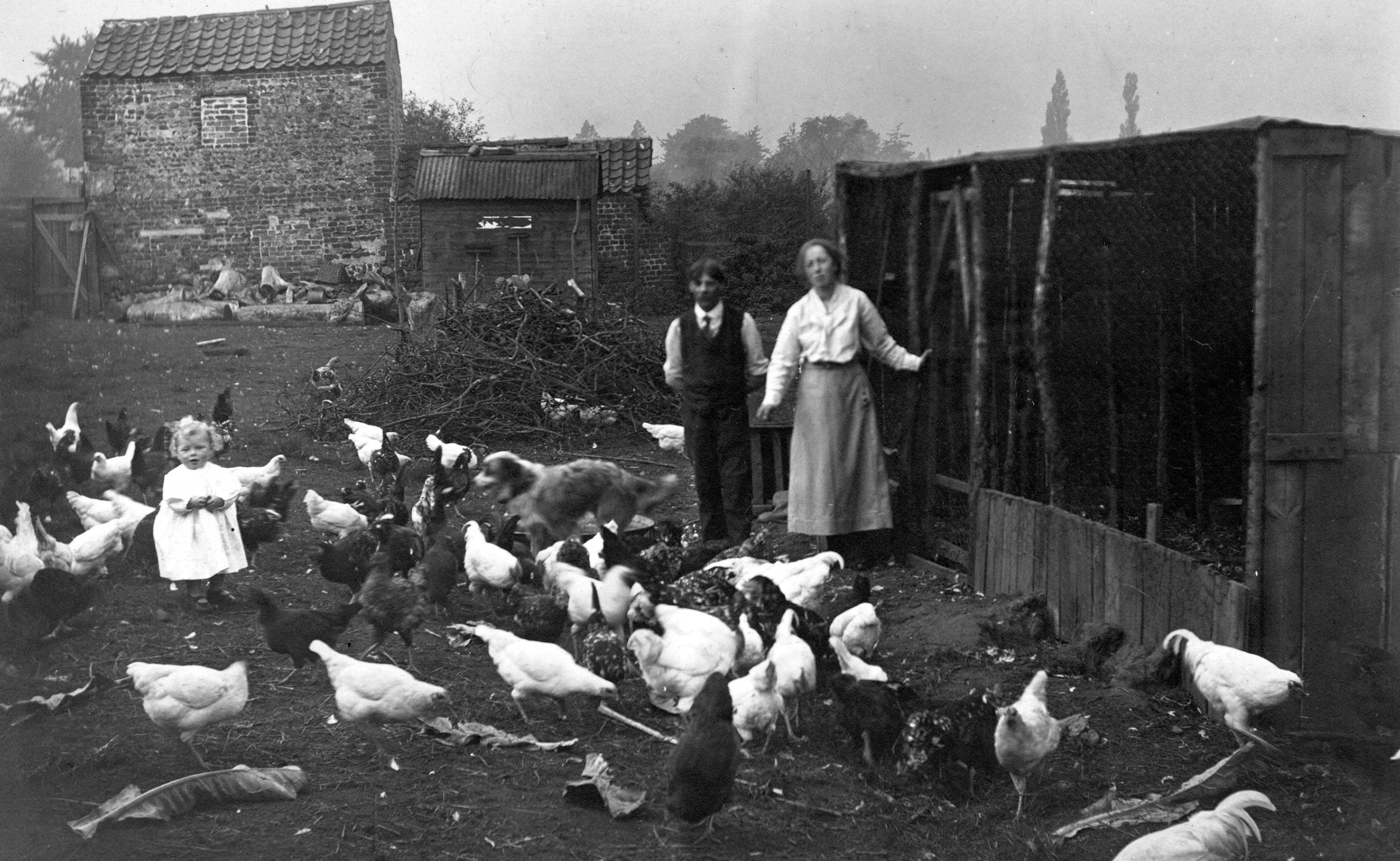 Black and white photo of two adults and a toddler feeding the hens, Whixley (1921).  