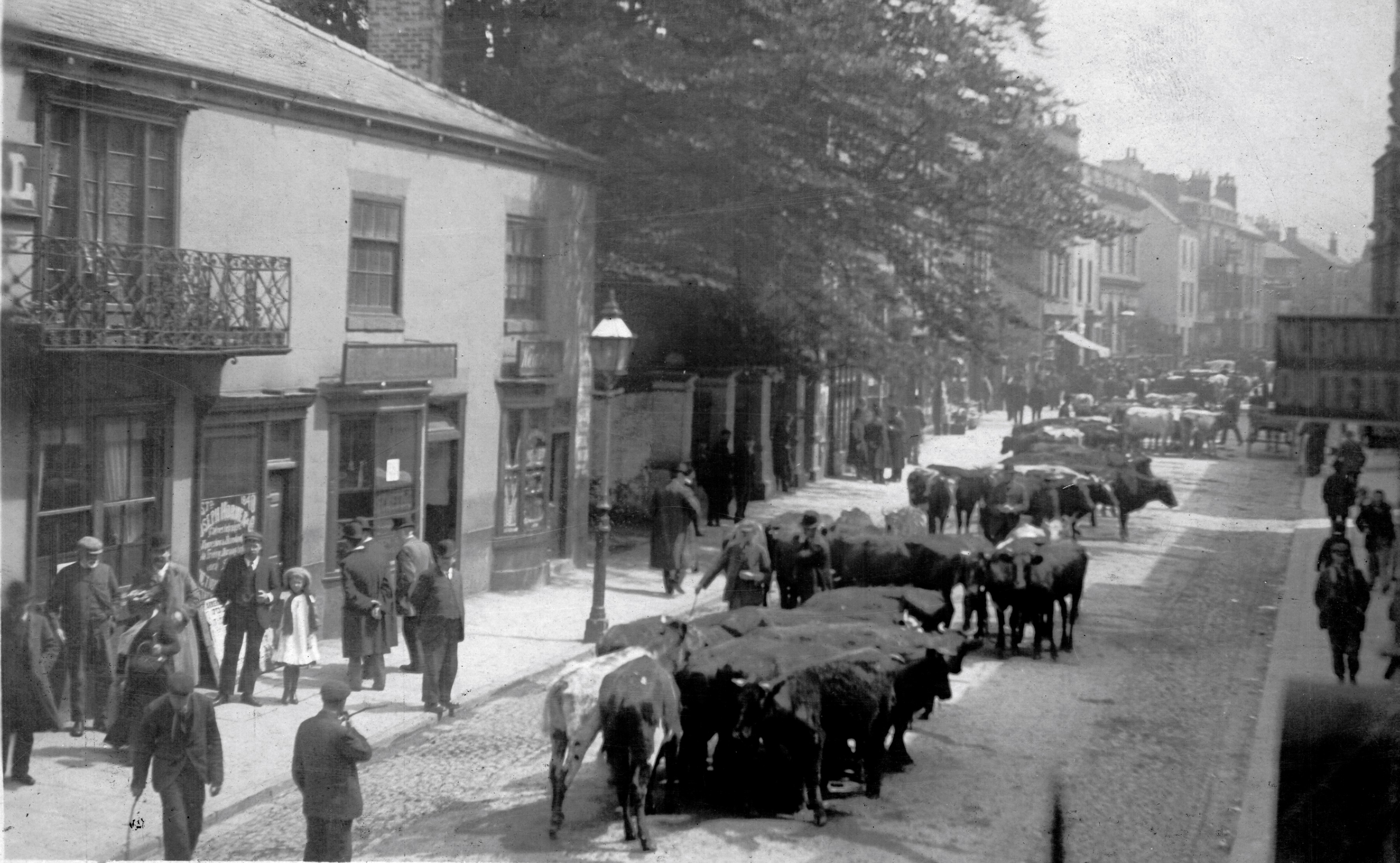 Black and white photo of the last cattle market held at Knaresborough High Street (1906).