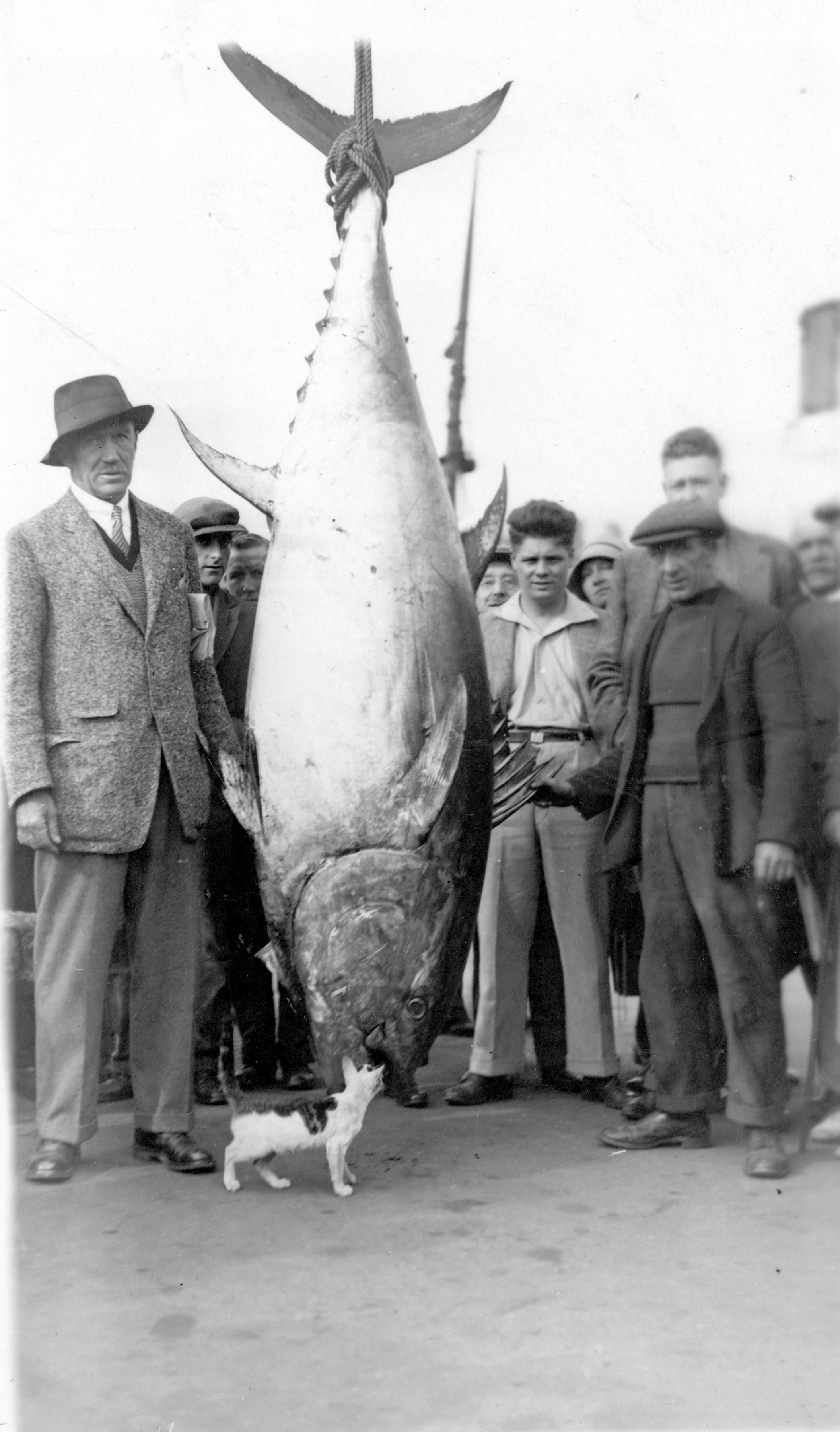 A 630-pound tunny fish caught on 3 September 1930 by Colonel Stapleton Cotton and landed at Scarborough.  