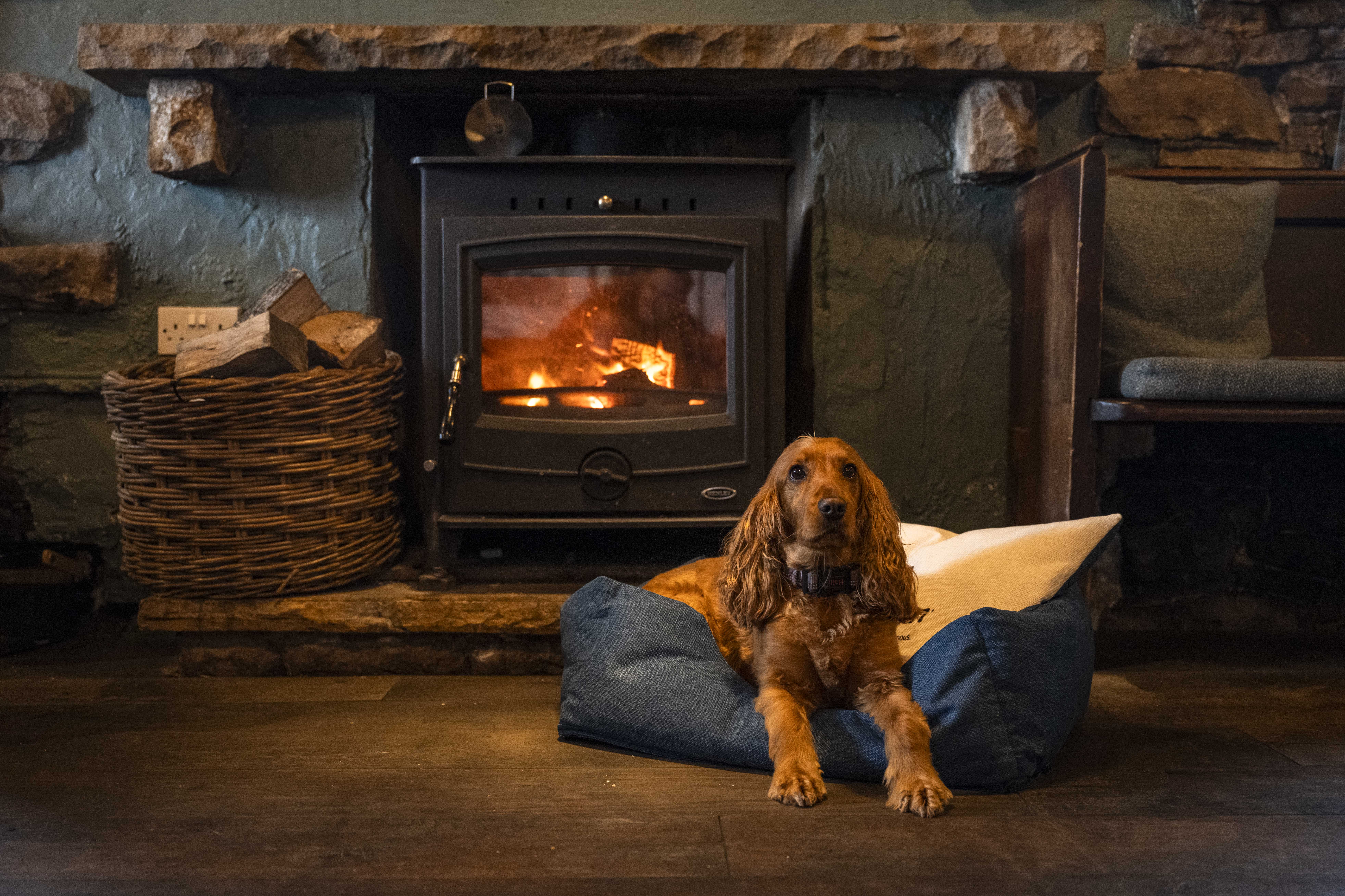 Photo of a golden cocker spaniel in a dog bed by a log burner