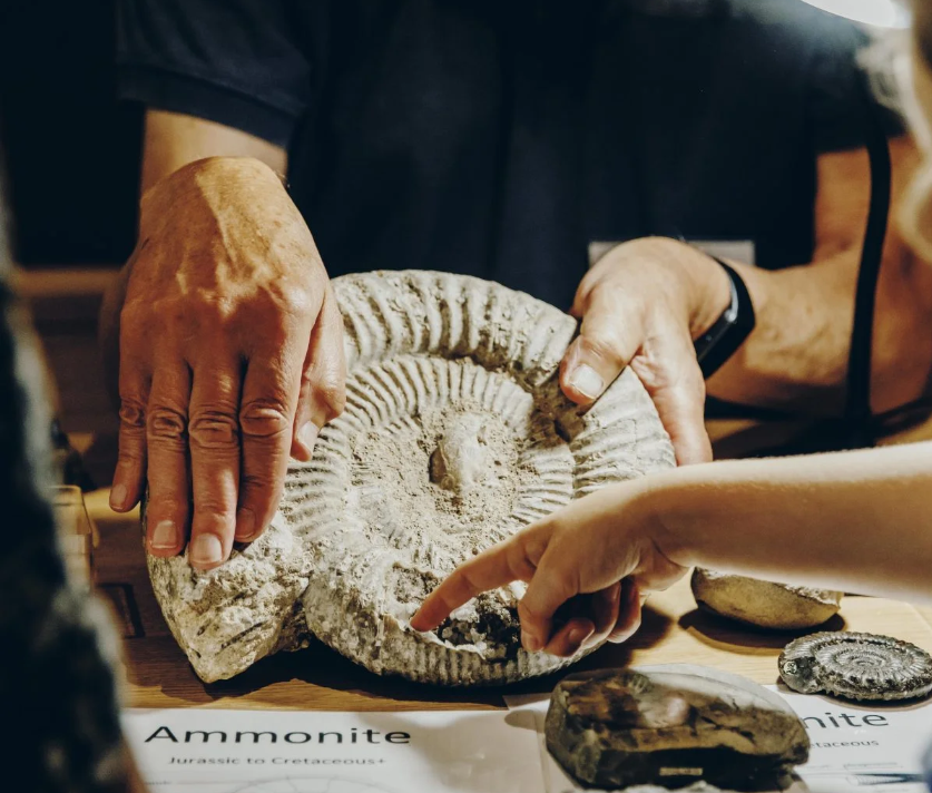 Photo of someone handling a fossil