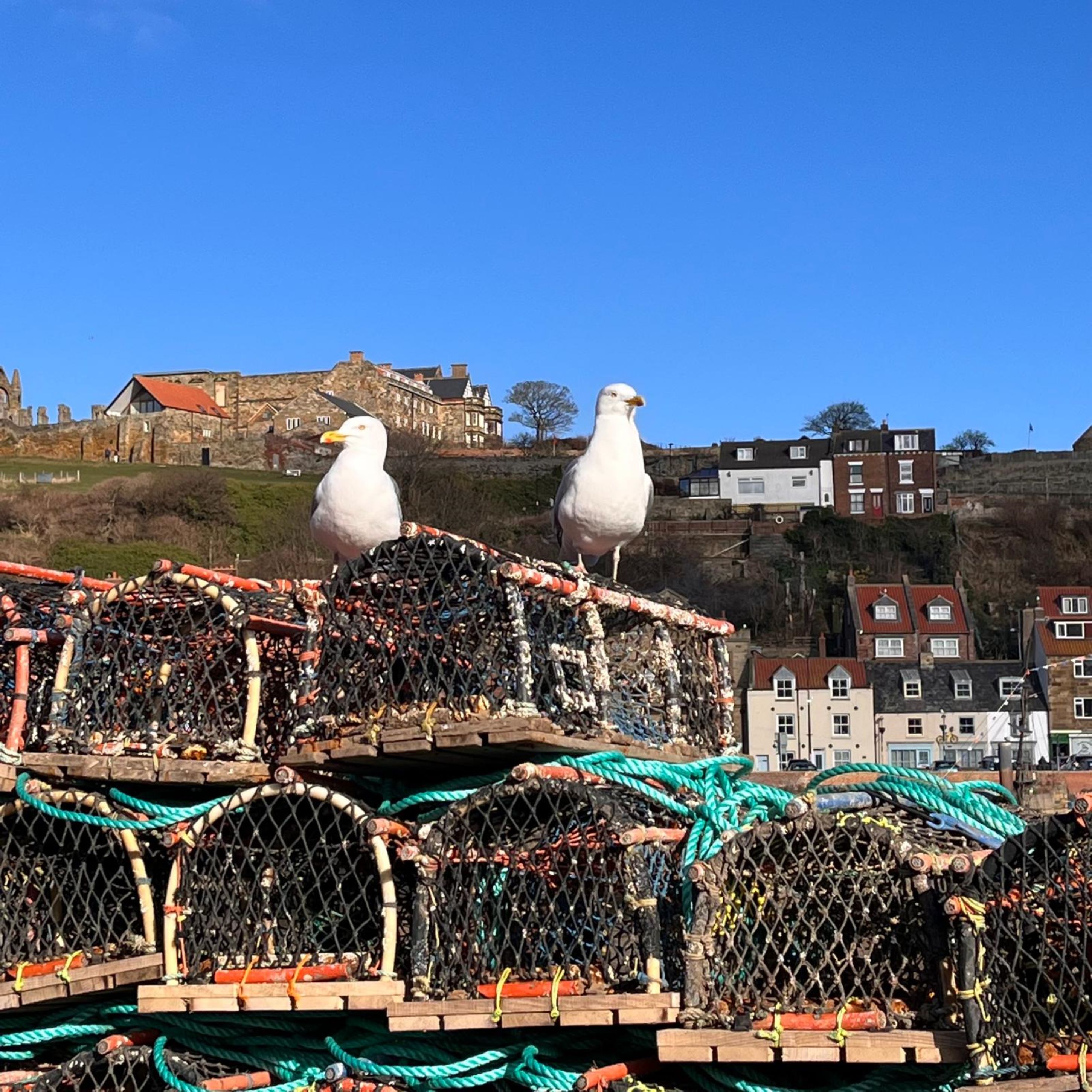 Seagulls in Whitby