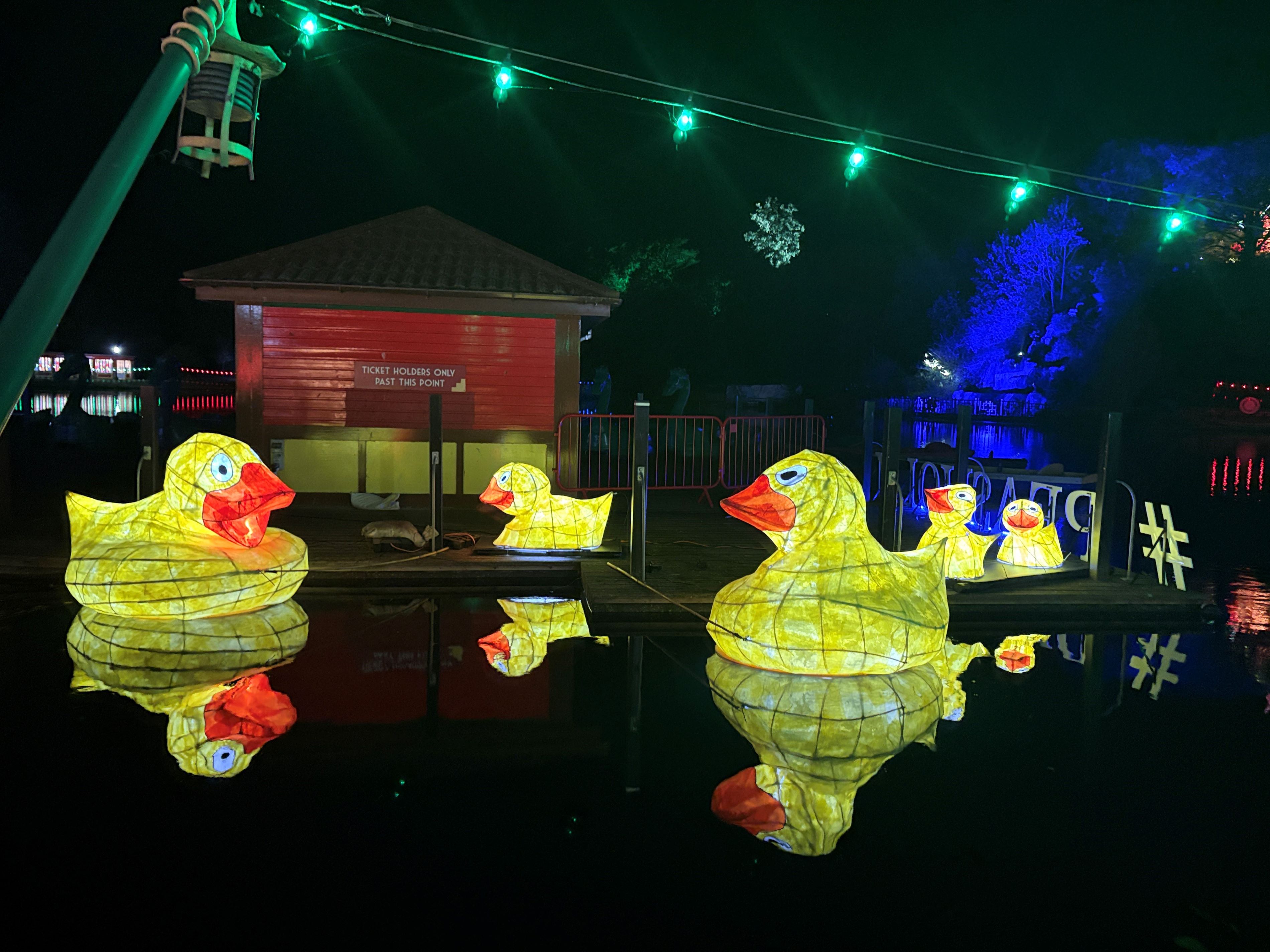 Duck on the lake at Moonlight on the Lake