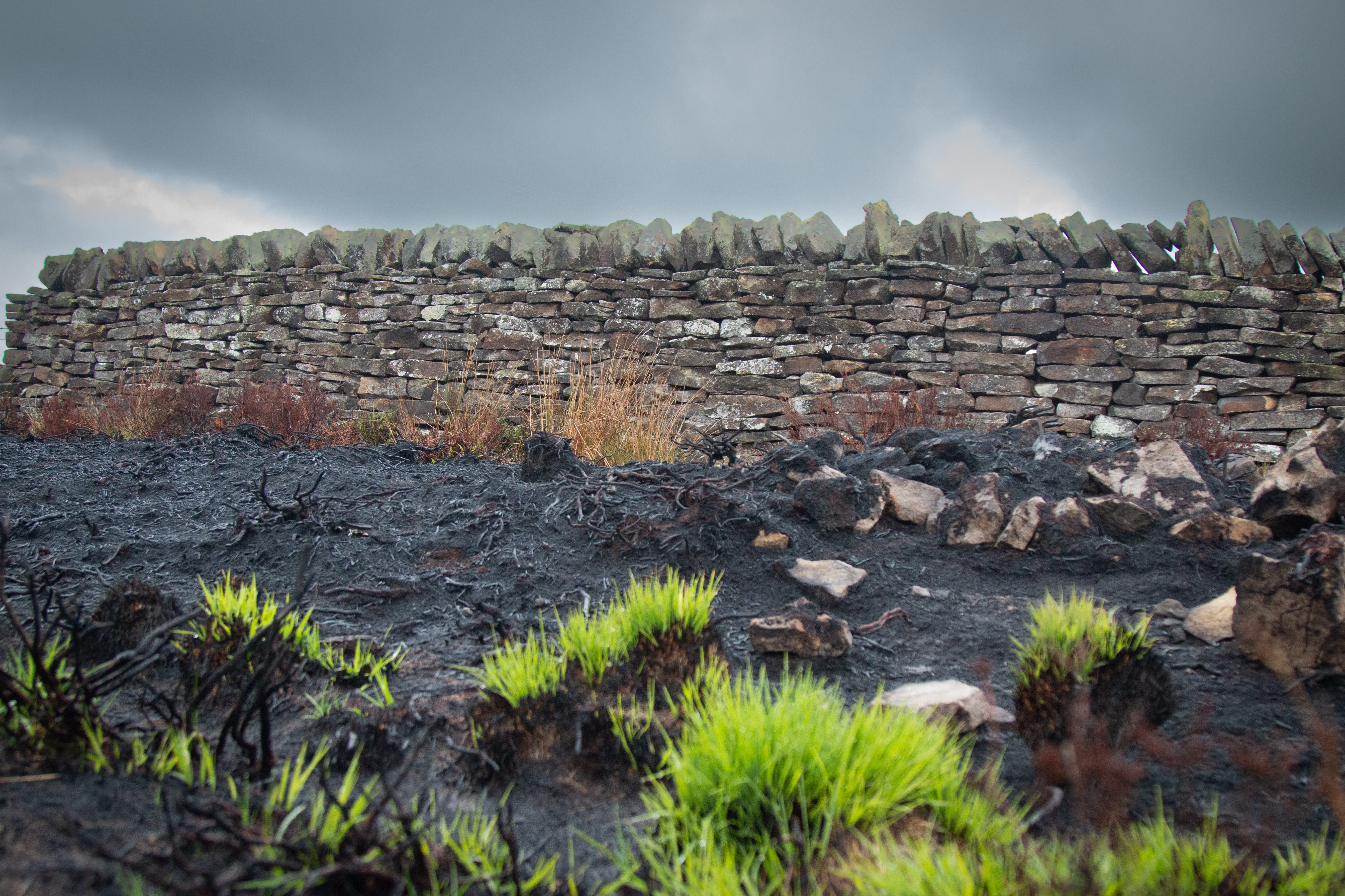 Photo showing the regrowth following the 2025 wildfire on the North York Moors. Credit North Yorkshire Fire & Rescue Service
