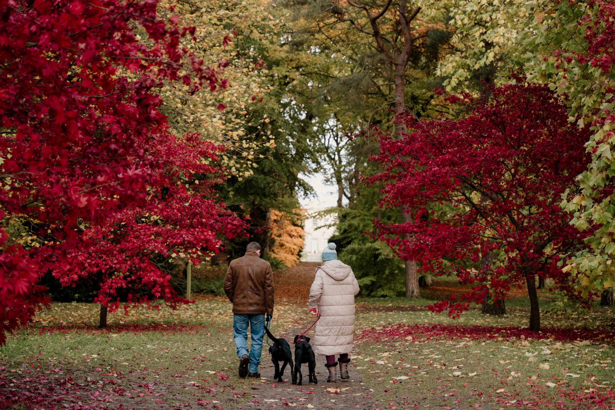 Couple walking with their two dogs on an autumn day