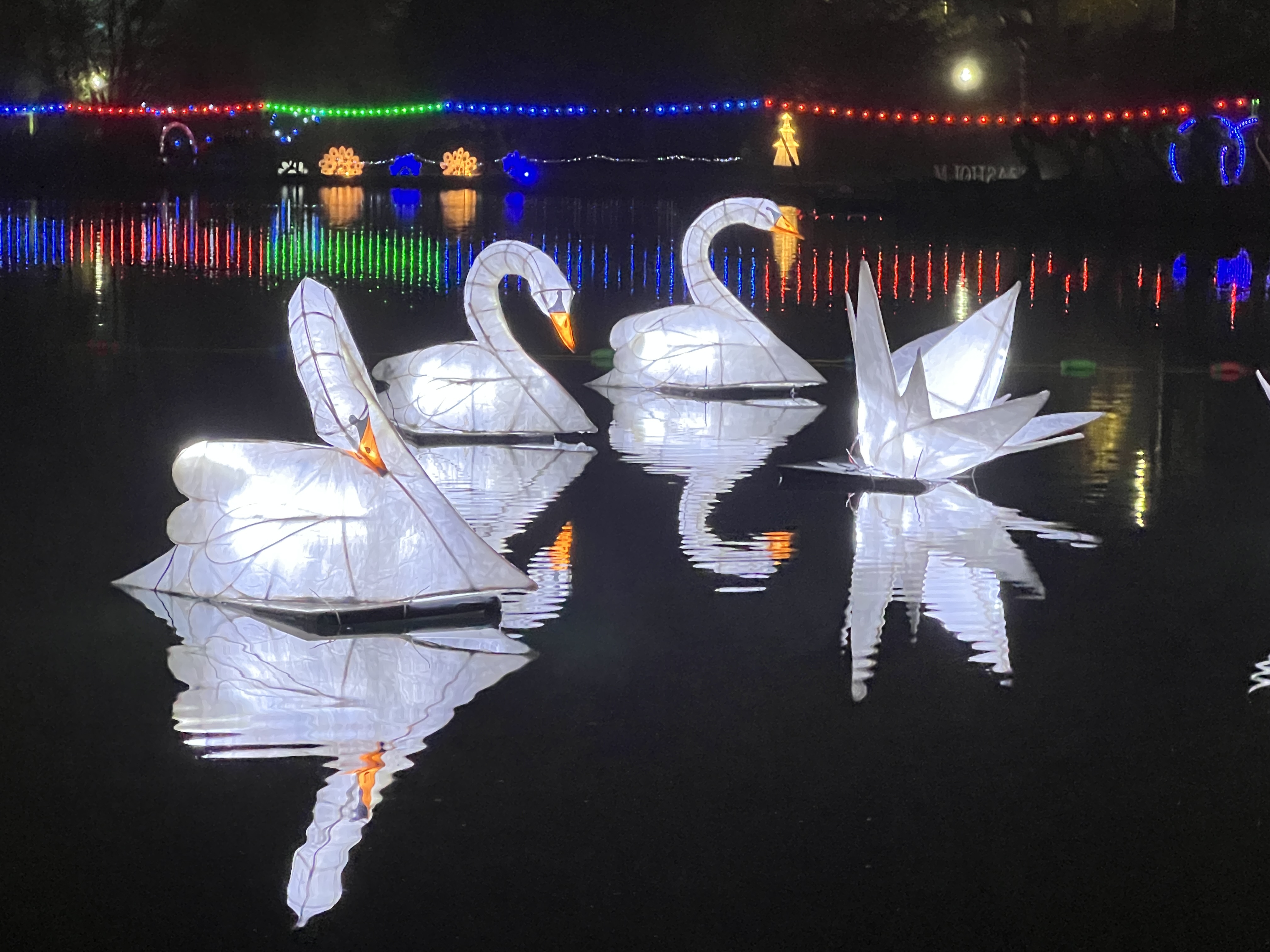 Swans on a lake