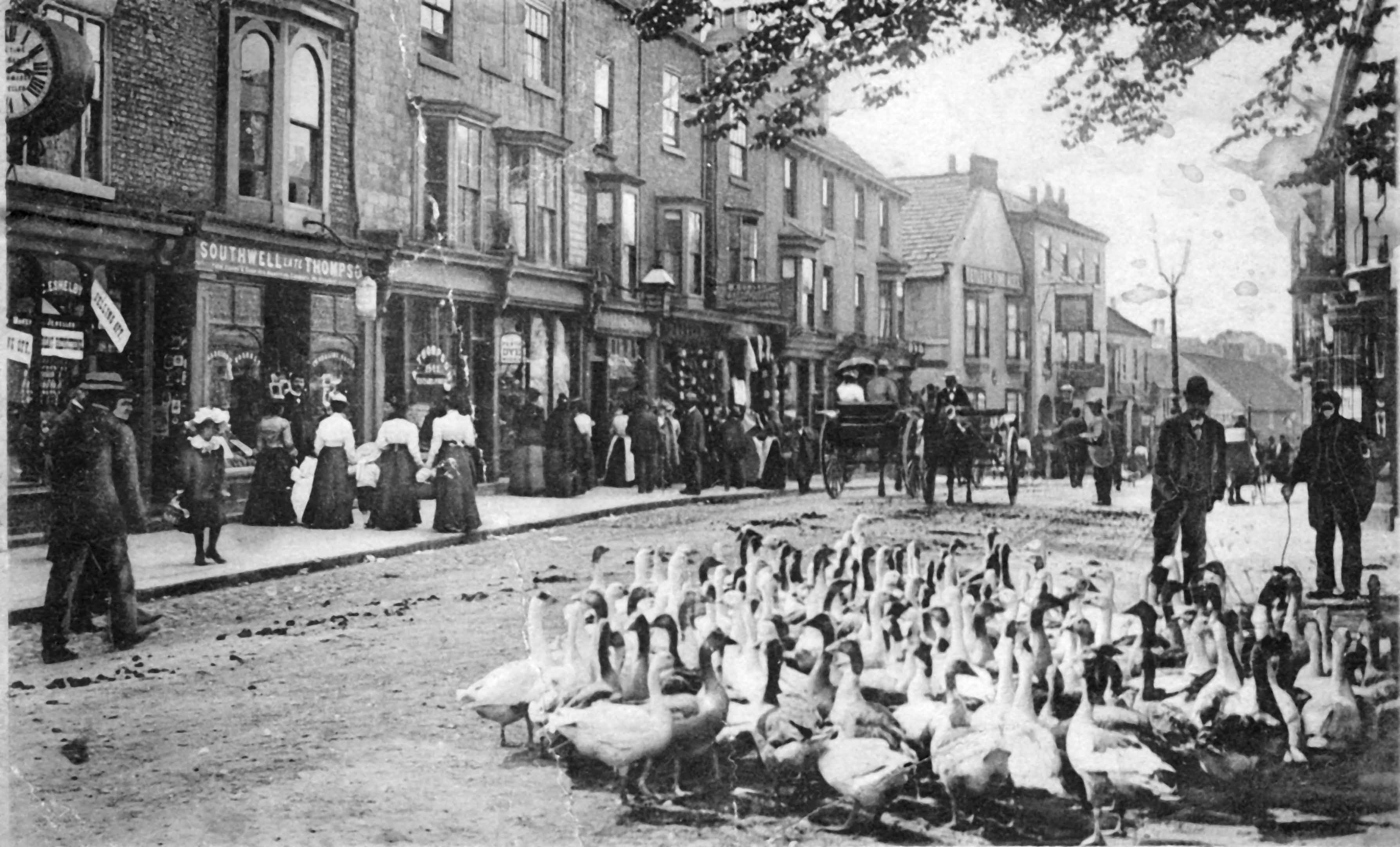 A gaggle of geese waddling down the High Street on market day in Knaresborough, late 19th century.