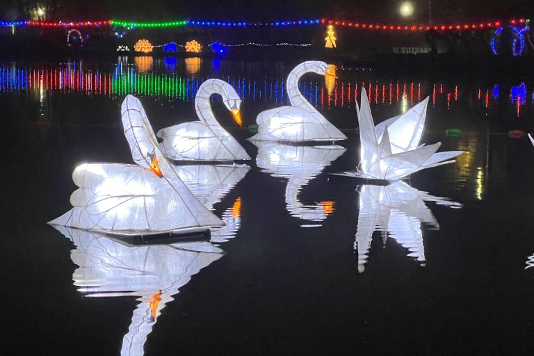 Swans on the lake at Moonlight on the Lake in Scarborough