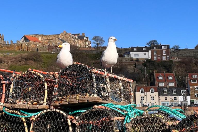 Seagulls in Whitby