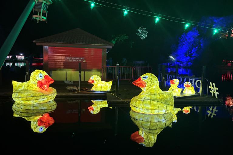 Duck on the lake at Moonlight on the Lake
