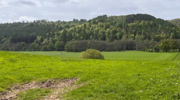 A field with trees in the background