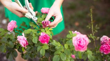 Cutting roses