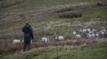 A farmer and sheep in the Arkengarthdale landscape