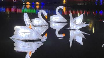 Swans on the lake at Moonlight on the Lake in Scarborough