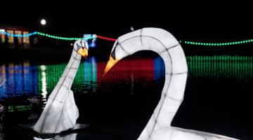 Swans at Moonlight on the Lake