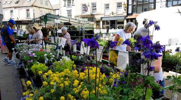 Market plants