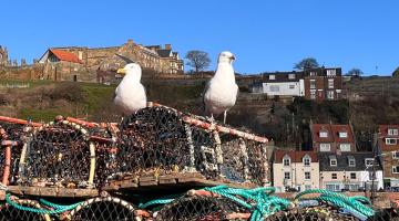 Seagulls in Whitby