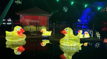 Duck on the lake at Moonlight on the Lake