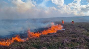 Image of a wildfire burning. 