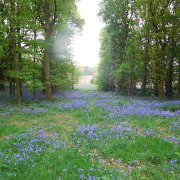 Image of a lavender field at Brayton Barff