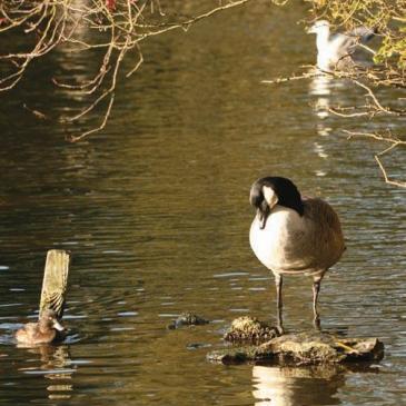 Goose sat on the water at Filey dam