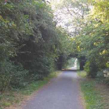 Wooded footpath on the Cinder Track