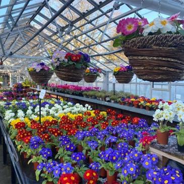 Hanging baskets and potted flowered plants in a green house