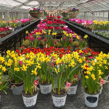 A variety of colourful flowered potted plants