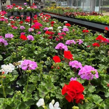 A colourful selection of plants for sale
