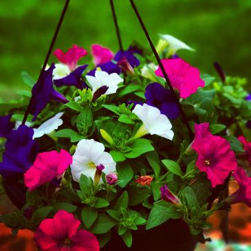 Hanging baskets for plants sale