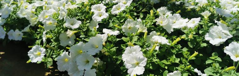 Plants at Harrogate nursery