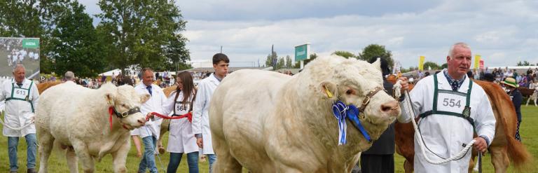 Cows and their handlers