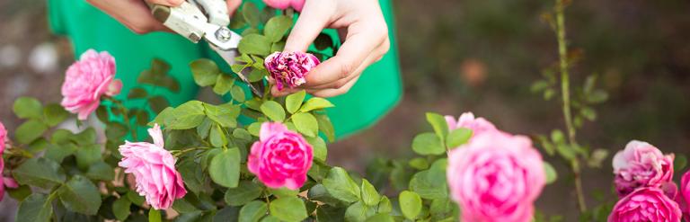 A lady cutting flowers