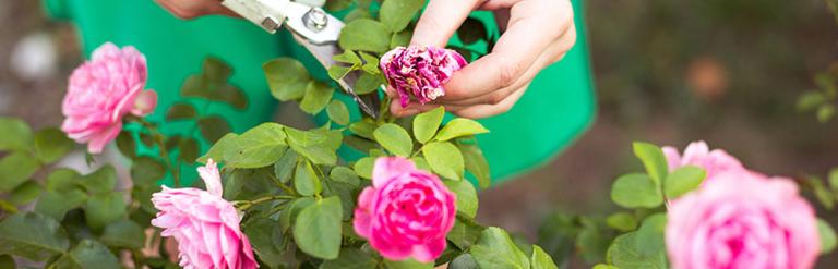 A person cutting flowers