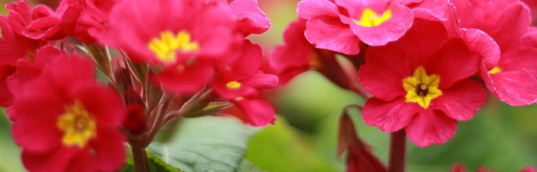 Rows of pink and yellow plants