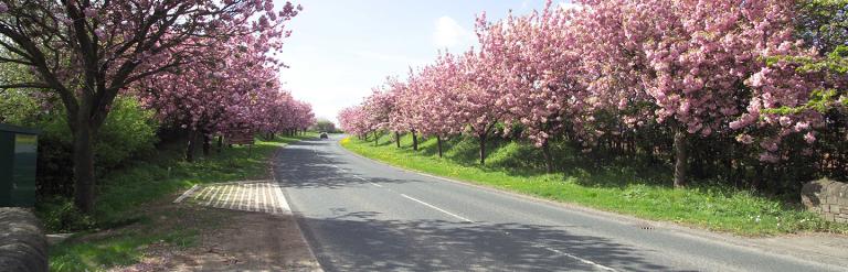 Car driving down a road lined with pink blossom trees on a bright sunny day