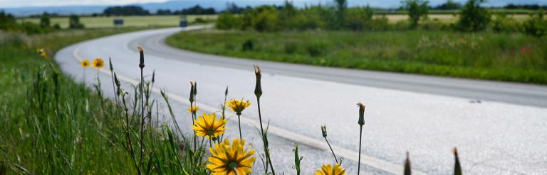 Long winding road with grass verges which has yellow wild flowers growing