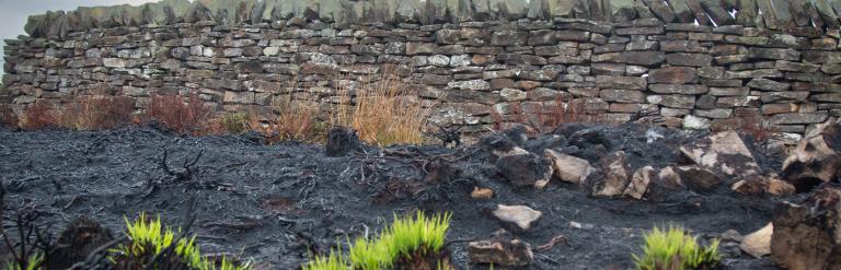 Photo showing the regrowth following the 2025 wildfire on the North York Moors. Credit North Yorkshire Fire & Rescue Service